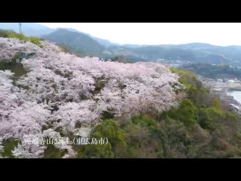 桜の名所　正福寺山公園（東広島市）