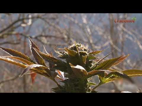 Lemon Kush Headband fem ( Humboldt Seeds )