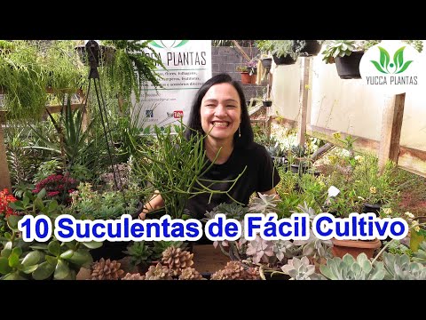 10 Suculentas de Fácil Cultivo