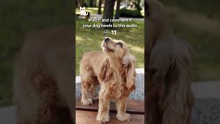 This SOUND will make your DOG HOWL! 🐺🐶 #DogSounds #SHORTS