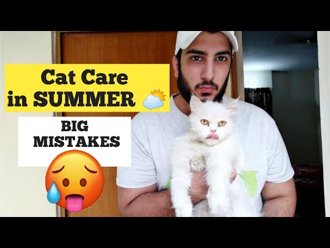 Cat Care in Summer | How to keep your Cat Cool in summer | Hot weather Cat care tips