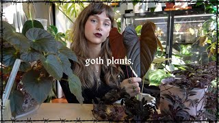 the DARKEST plants in my collection 🖤🥀