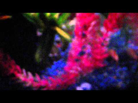 download lagu mp3 mp4 Black Rainbow Security, download lagu Black Rainbow Security gratis, unduh video klip Black Rainbow Security