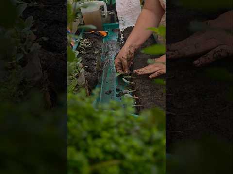 Biodegradable Covers Fail Seed Snail Control in Gardens