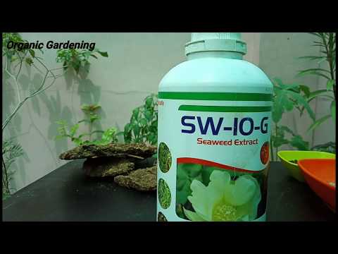 SW-10-G | Seaweed Extract Organic fertilizer  कौनसी खाद use करें। Video