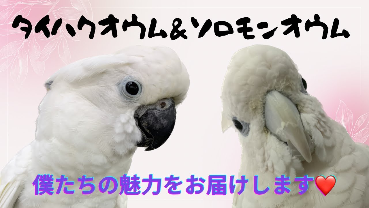 【えとぴりかFUKUOKA】なでなで大好き！甘えん坊！魅力の塊なオウムさん！