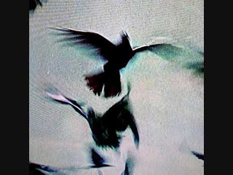 Lucio Bukowski X Casus Belli X Oster Lapwass - JOUVENCE