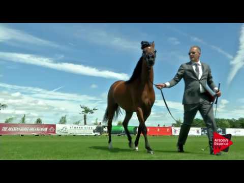 N.2 KZ FAIROUZ - Chantilly 2017 World Cup - Yearling Fillies (Class 1A)