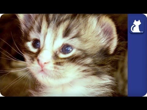 Baby kittens start playing - The Litter Episode 1 with Khloe Kardashian Odom