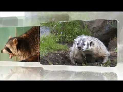 Critter Control The World's Greatest!