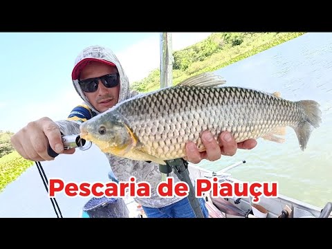 Primeira pescaria de 2026/muito peixe na ponta da linha/Porto Figueira/Rio Paraná 