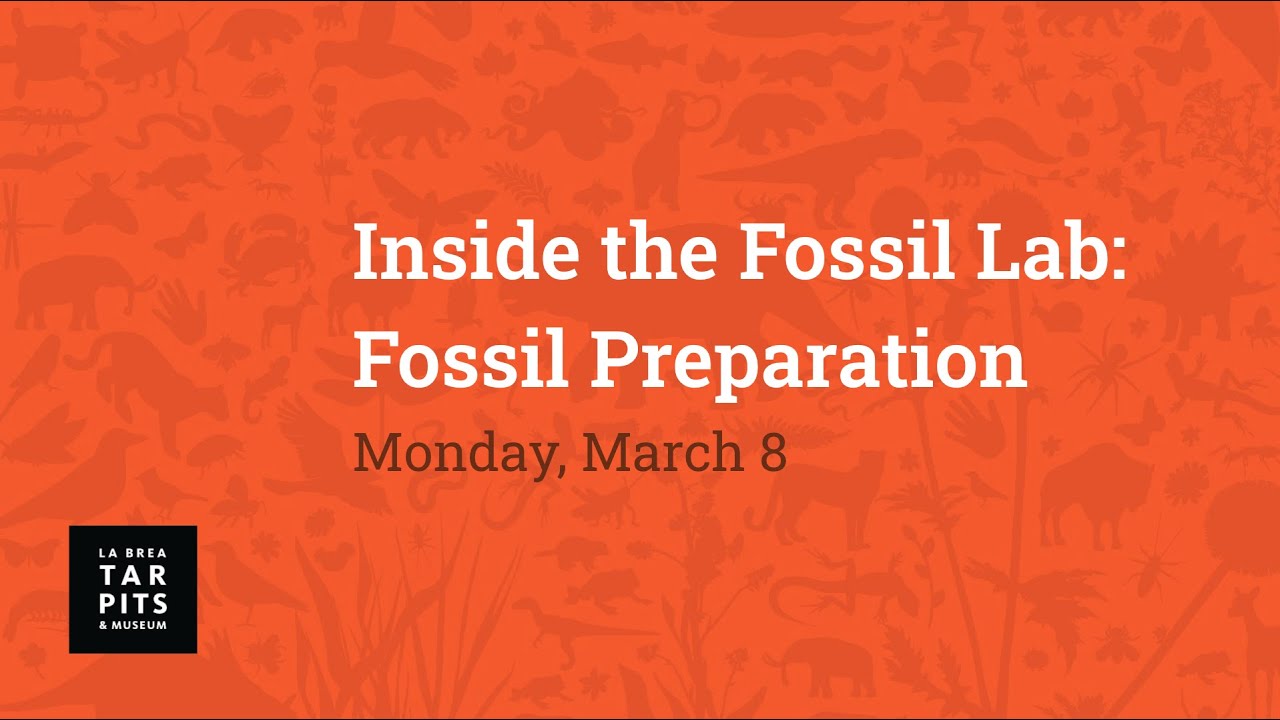 Inside the Fossil Lab: Fossil Preparation