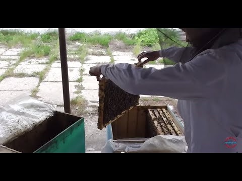 Expandare Bio Stup dupa iernat 3 in 1 Lucrari primavara stupina Apicultura incepatori cu 2 ucenici