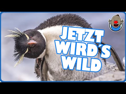 If Animals Could Talk 3 | Now Things Are Getting Wild