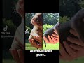 American Bully Pups Ready September Americanbully Bulliesoftheden Gotti Razorsedge Abkc