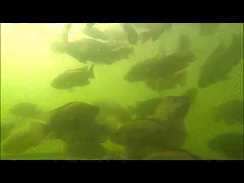 Criação de Tilápias em Tanque-rede // Serra da Mesa