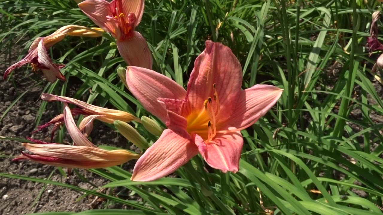 Hemerocallis var. Bed of Roses (denivka)