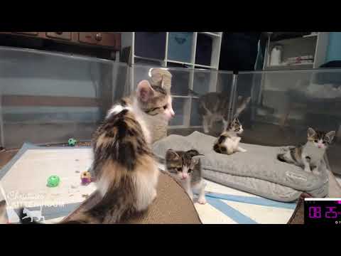 Katherine's Kittens: Tuesday, June 15, 2021 Clean Up, Kitten Zoomies, Weigh In, Snuggles