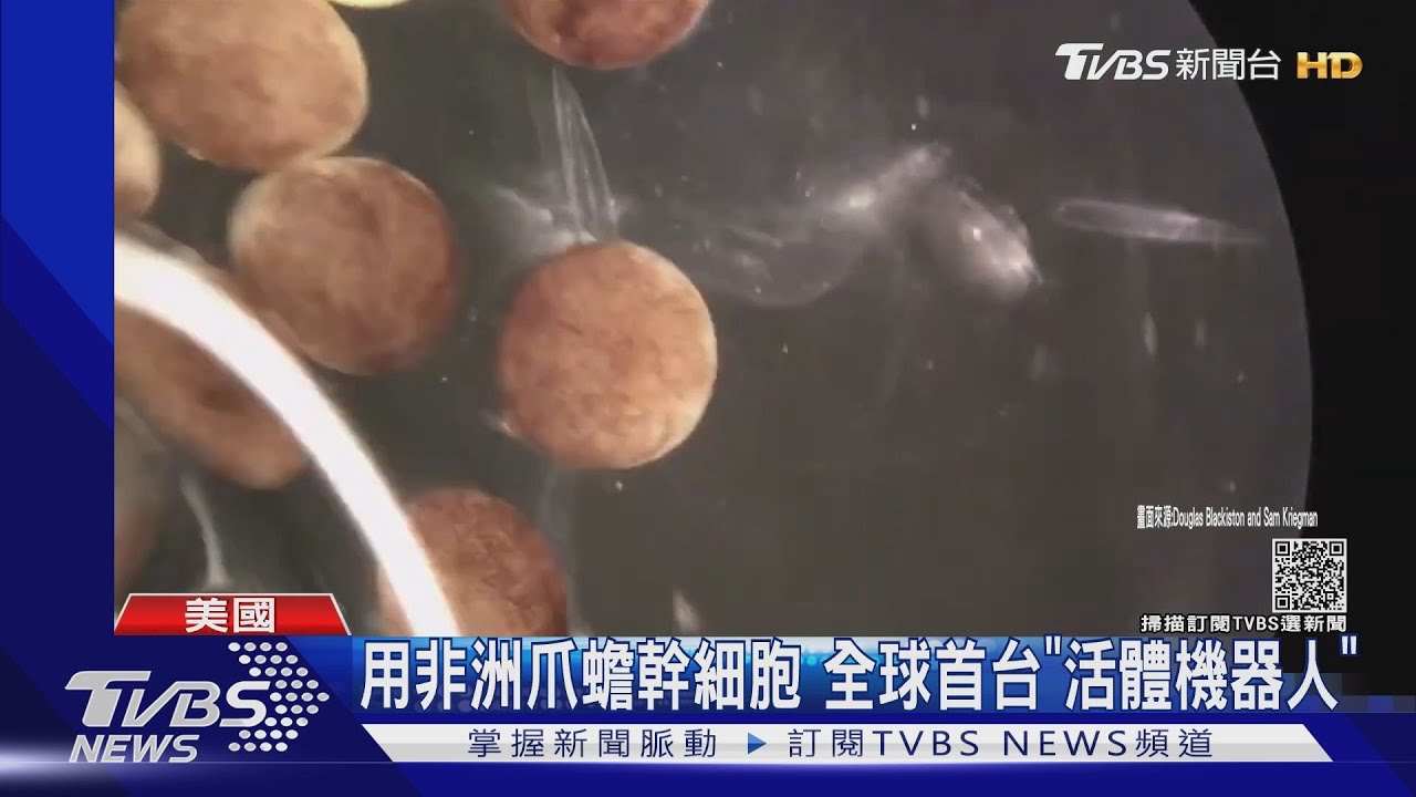 用非洲爪蟾幹細胞 全球首台「活體機器人」