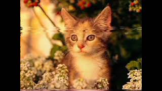 ⭐The Lightning Seeds - Sweet Soul Sensations (2000)