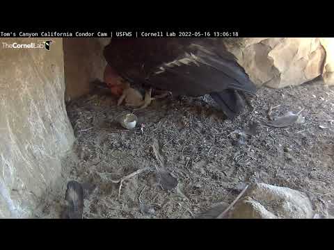 California Condor Feeds 2-Day-Old Chick At Toms Canyon – May 16, 2022