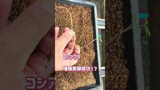 《山菜》コシアブラ増殖実験成功！？