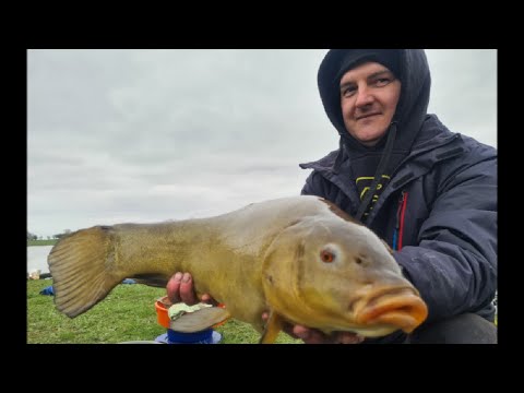 Rekordowy LIN 61cm! Świat musi to zobaczyć!