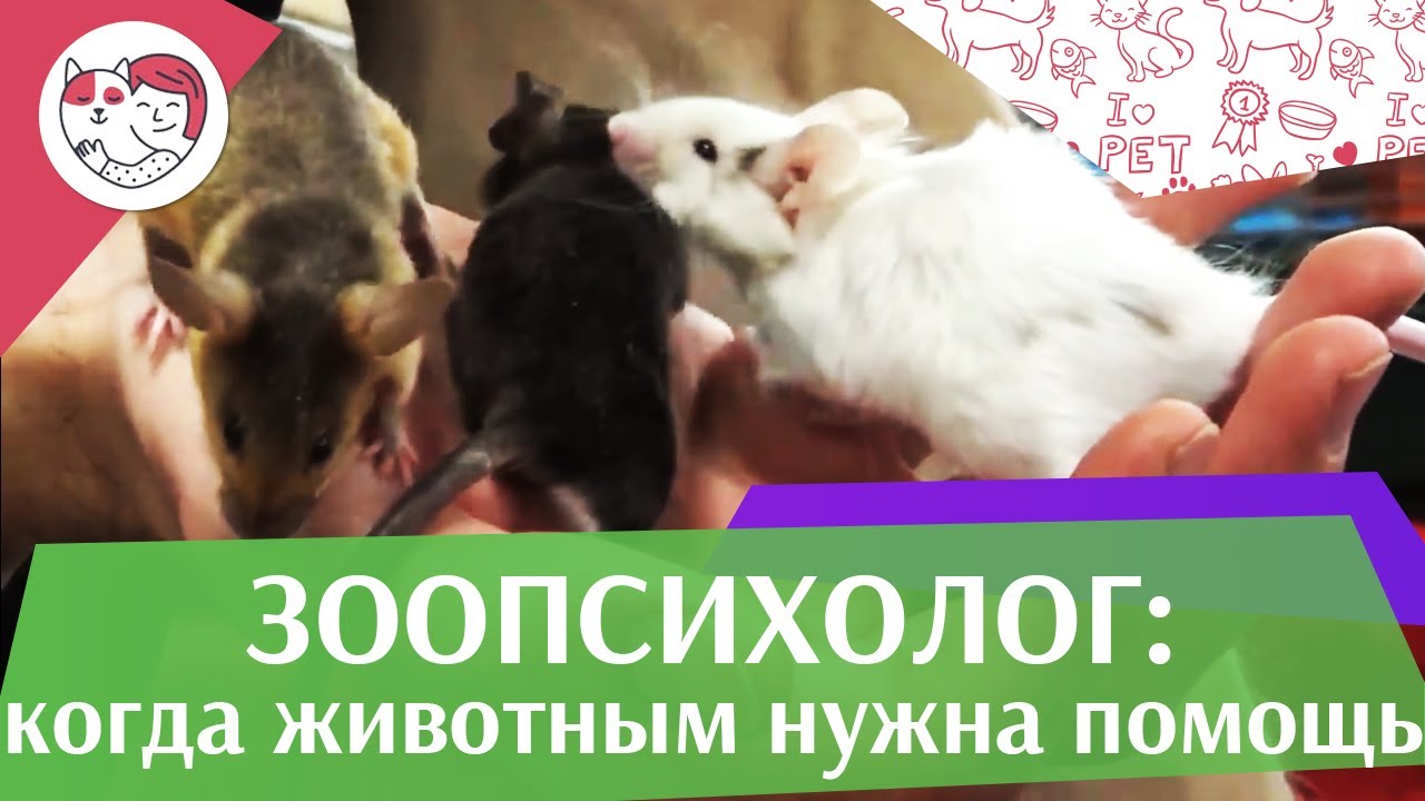 5 ситуаций, в которых может понадобиться помощь зоопсихолога на ilikepet