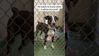 Video preview image #1 Labrador Retriever-Unknown Mix Puppy For Sale in Huntley, IL, USA