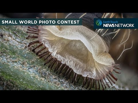 The best microscope photos from Nikon’s Small World contest