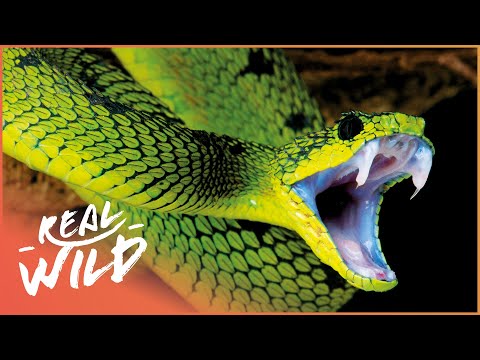 The Deadliest Venom To Humans (Wildlife Documentary) | Real Wild
