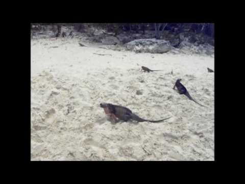 Leguan in Allans Cay