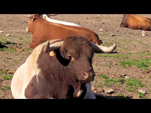 Wild Bull How they live in nature