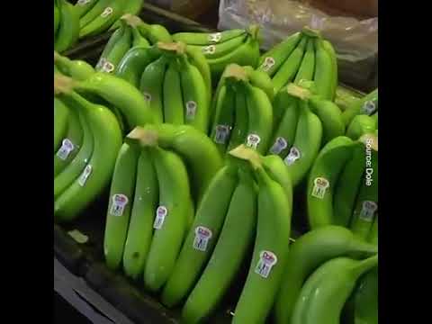 Japan Harvesting of Bananas & Ripening Process