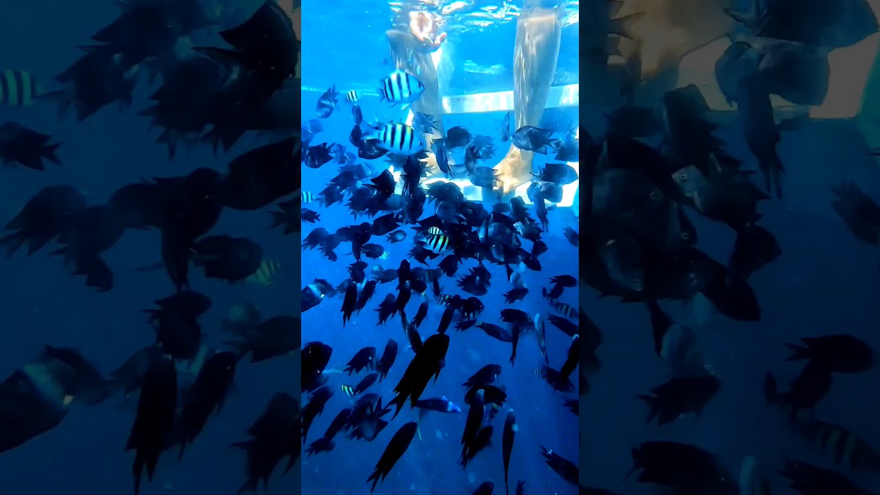 YouTube Short thumbnail