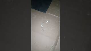 Download lagu cek rbw pakai sp pjw 2 minggu umur gedung rbw 1 bulan 2 minggu #walet #rbw #pjw #spwalet mp3