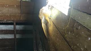 Download lagu Finally caught in a trap, this cute owl 😀😀😀 mp3