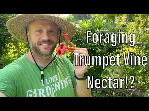 Trumpet Vine! (Campsis radicans) Natures Survival Nectar!?