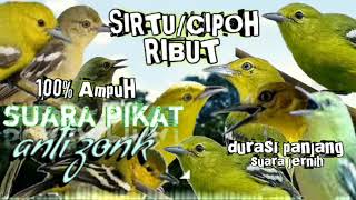 Download lagu suara pikat sirtu/cipoh ribut suara jernih durasi panjang 1 jam || pikat sirtu/cipoh paling ampuh mp3 Download lagu suara pikat sirtu/cipoh ribut suara jernih durasi panjang 1 jam || pikat sirtu/cipoh paling ampuh mp3