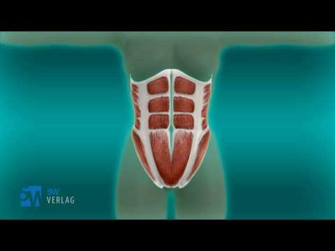 3D-Animation: Was ist die Rektusdiastase?