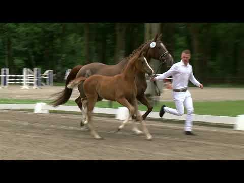 De Kempenhoeve, Fürst Jazz-Apache-De Niro