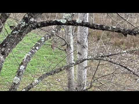 Marty’s Multiple Misses Bow & Crossbow