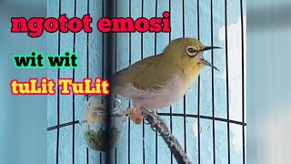 Download lagu PLECI ngalas ngotot tembakan wit wit tulit tulit mp3