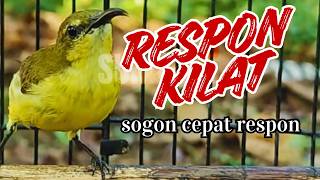 Download lagu SOGON BETINA PEMANGGIL KILAT Rapid Fire Female Sunbird Calling Audio mp3 Download lagu SOGON BETINA PEMANGGIL KILAT Rapid Fire Female Sunbird Calling Audio mp3