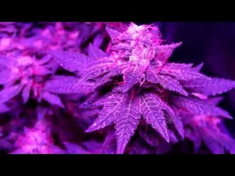 Purple Bud; 51 Days Bloom (Sensi Seeds)