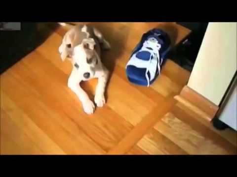 Victor Madera Los mejores vídeos de animales 1