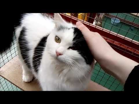 Cat Whispering - Grooming time at the cattery!
