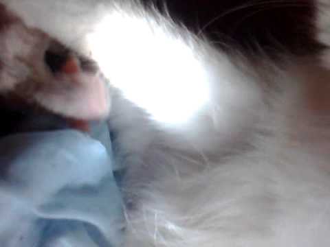 Parto animal 2 (gato).mp4