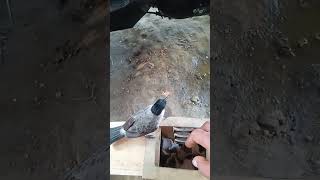 Download lagu #birds #burungkicaudialamliar#kutilang #nature #kicaumania#wildlife mp3