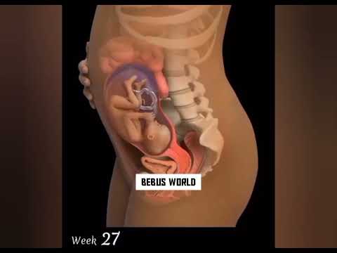Baby Growth from 0 to 9 months /Baby Moment in Womb/ Baby growth week by week during pregnancy